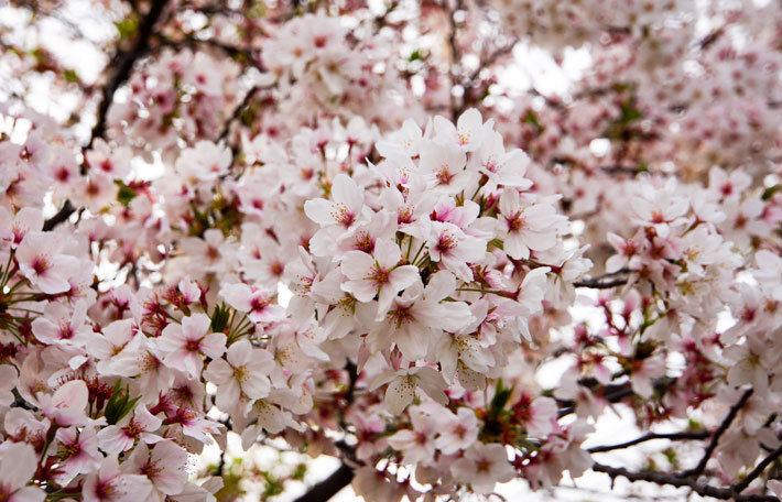 野上八幡宮 桜祭