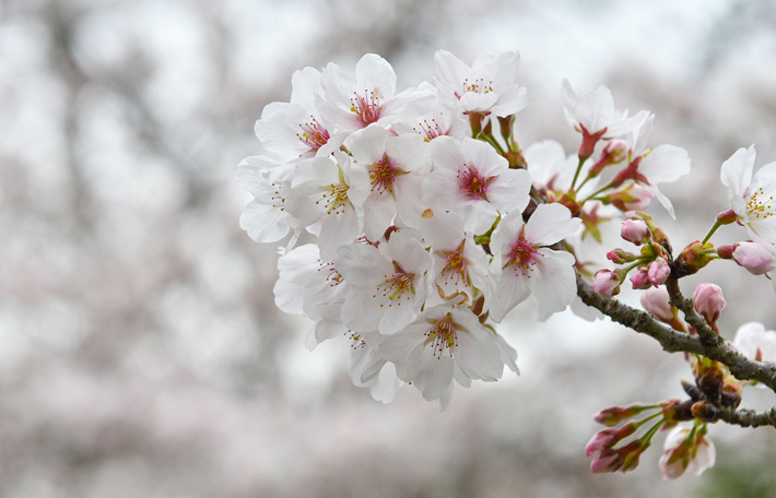 野上八幡宮 一の鳥居の桜