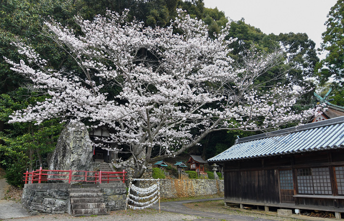 野上八幡宮 桜