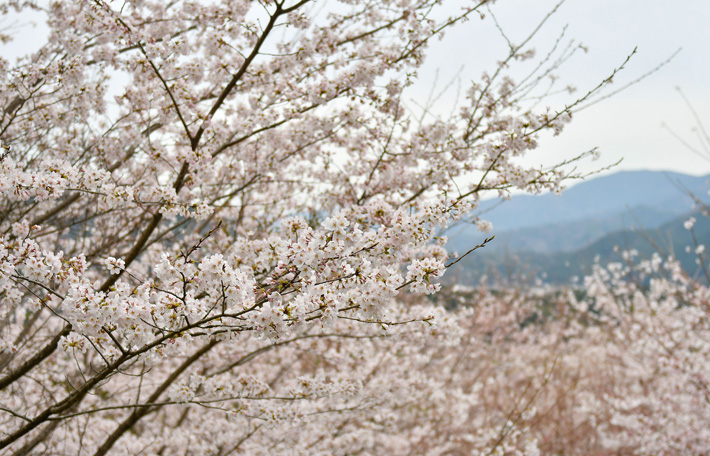 野上八幡宮 中腹に咲く桜
