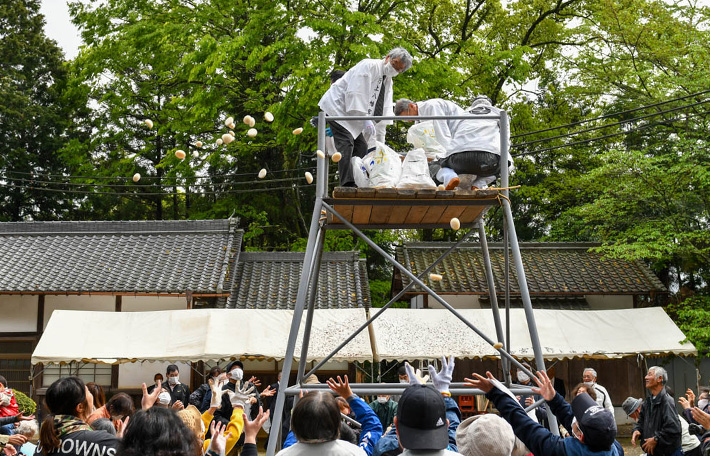 2023年 春季大祭 野上八幡宮 餅まき